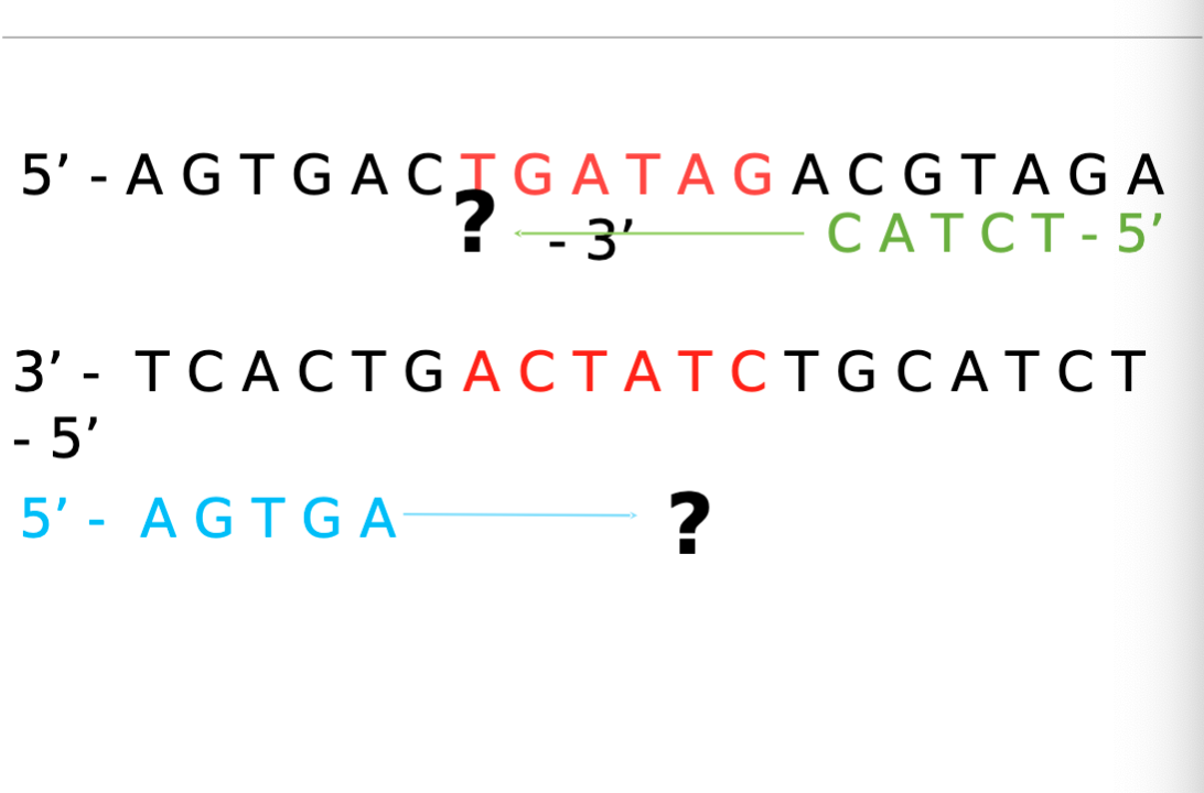 <ol><li><p>Identify gene of interest/ target sequence (normally 10-20 bps) Starts as double stranded DNA. </p></li><li><p>Select 14-20 bps upstream and downstream of target sequence</p></li><li><p>Forward Primer: Blue 5’-3’.  attached to left of template/anti-sense strand . Arrow to the right. (3’-5’) </p></li><li><p>Reverse Primer: Green 3’-5’. attached to right side of non-template/coding strand. Arrow to the left.  (5’-3’). </p></li></ol><p></p>