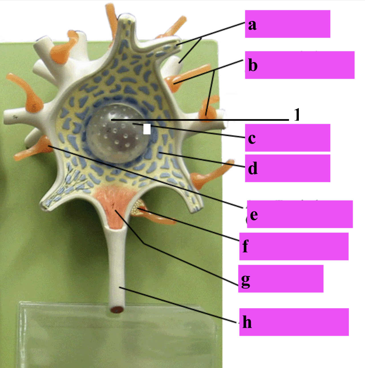 <p>1 (inside)</p>