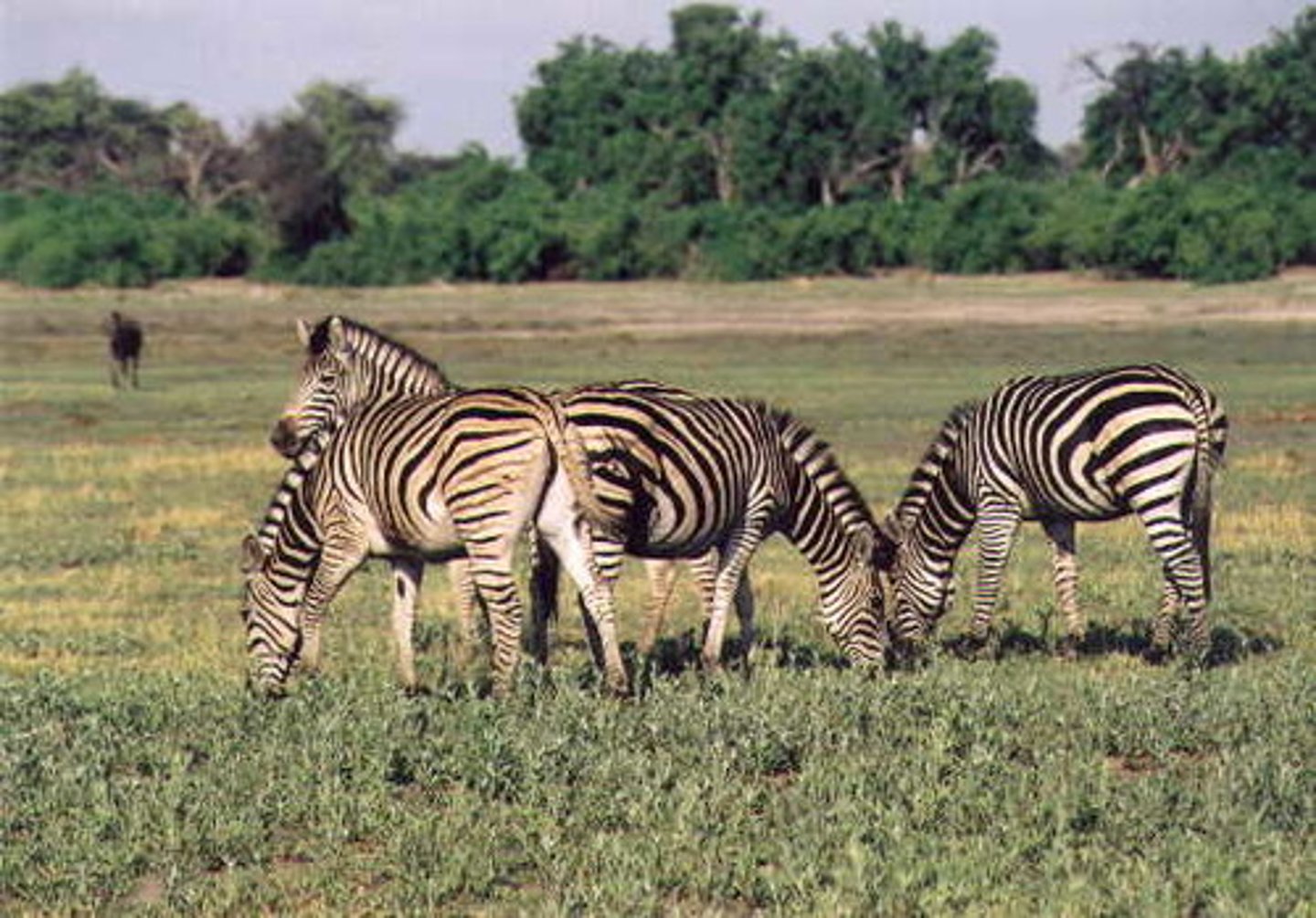 <p>grazers</p><p>(Note: only eat part of the plant)</p>