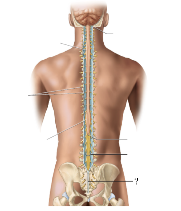 <p>extension of the pia mater that anchors the spinal cord to the coccyx vertebra</p>