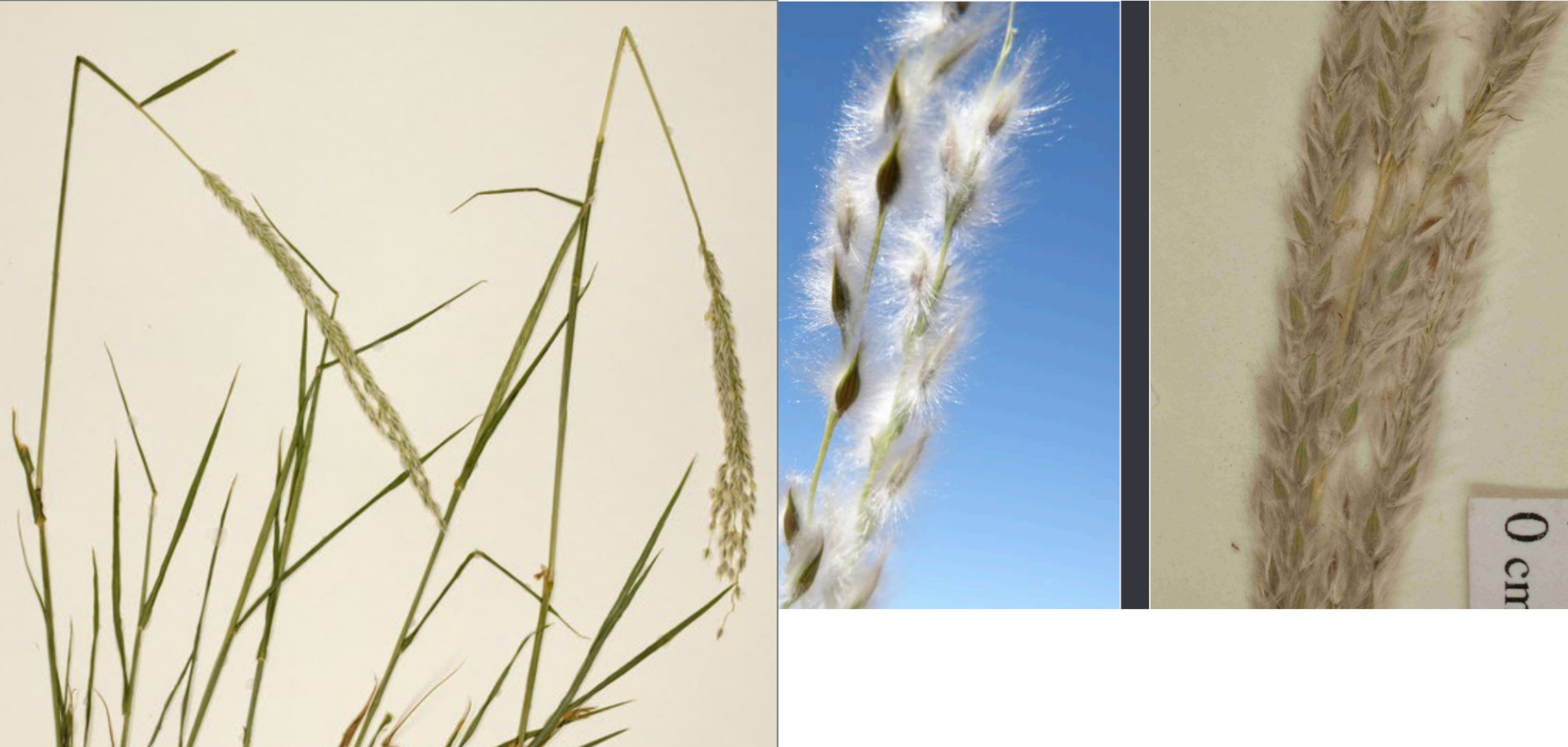 <p>Knotty, swollen base</p><p>Hairy, white inflorescence, spikelets taper with visible midveins</p>