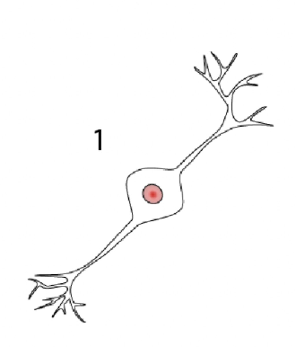 <p>- only 2 processes</p><p>- dendrite and axon</p><p>- retina and olfactory system</p>