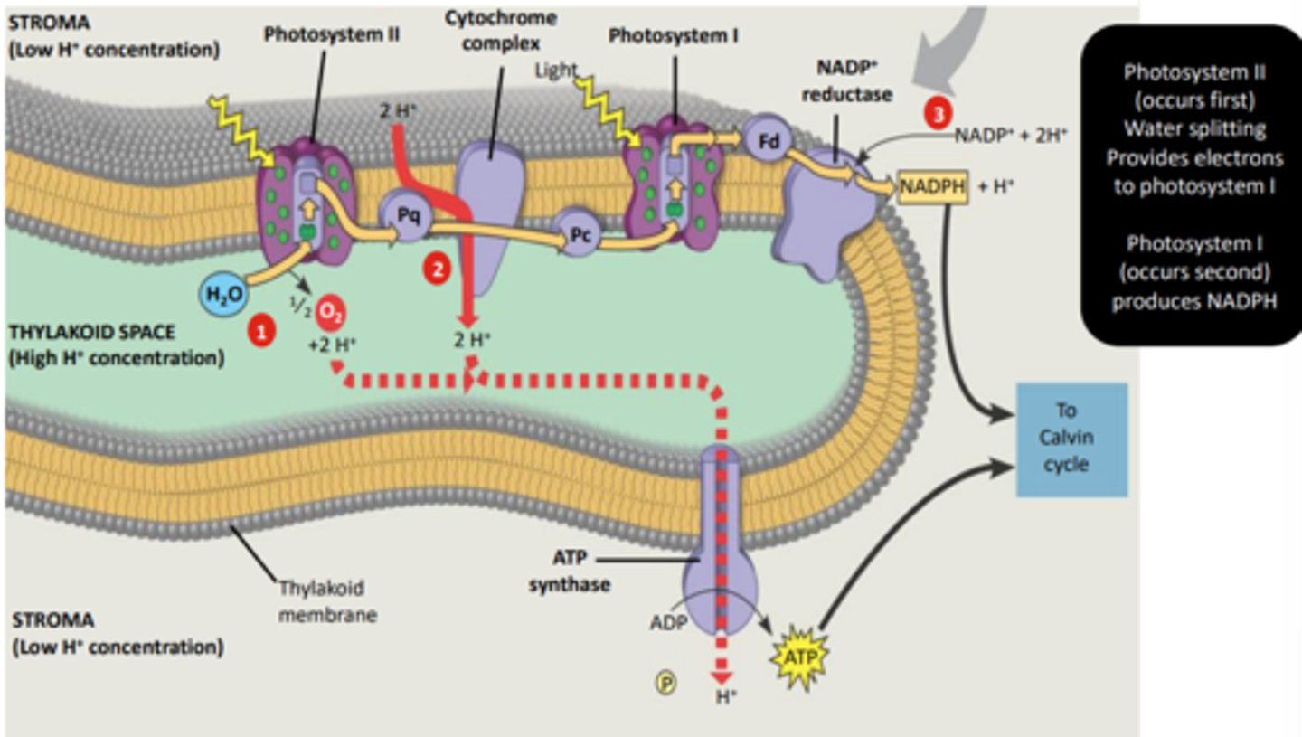 <p>1. light comes in</p><p>2. PSII splits water into H + O2 + electrons</p><p>3. electrons energizes PQ to pull in H</p><p>4. PSI uses electrons + light to turn NAD into NADPH</p><p>5. many Hs make pos charge inside and neg outside</p><p>6. Hs leave thru ATP synthase and make ADP into ATP</p><p>- makes O2, NADPH, and ATP</p>