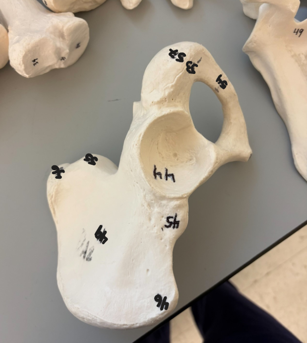 <p>what is this bone</p>