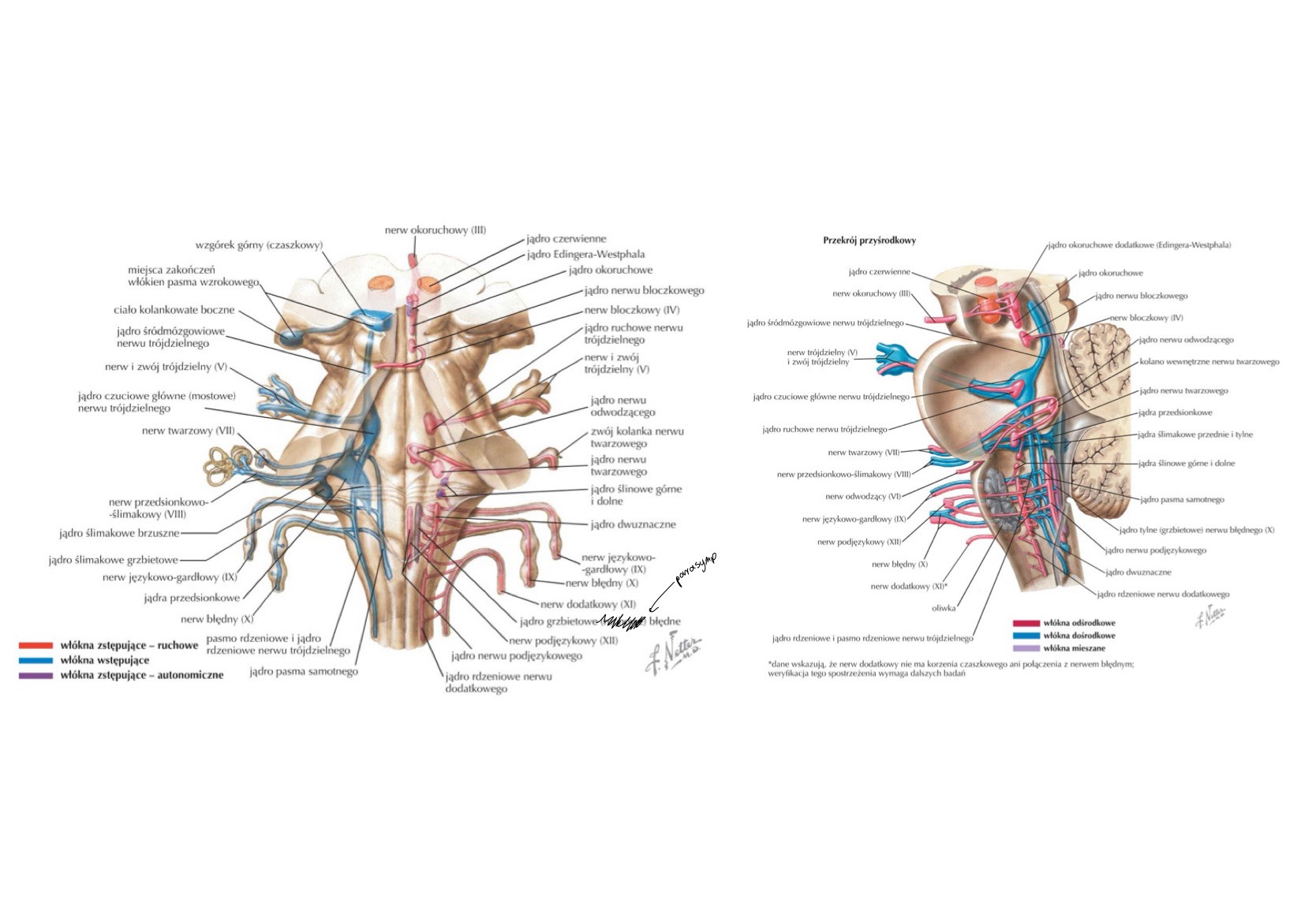 <p>jądrem ślinowym dolnym (inferior salivatory nucleus)</p>
