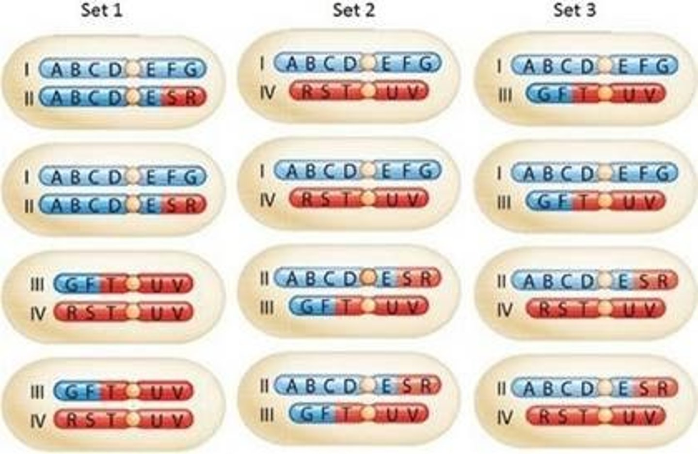 <p>set 2</p>