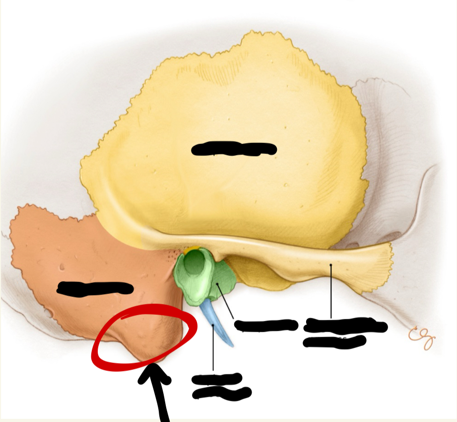 <p>temporal</p>