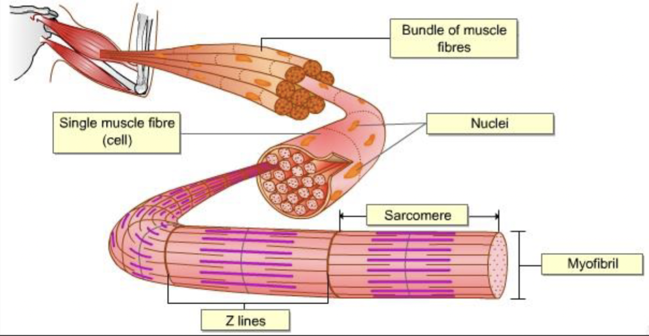 <ul><li><p>the basic contractile unit of muscle</p></li><li><p>several units make up the myofibril</p></li></ul><p></p>