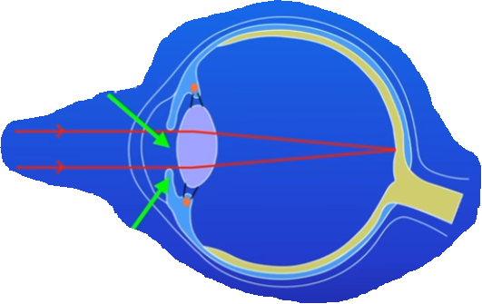 <p>Name, Function, stage of how the eye detects light</p>