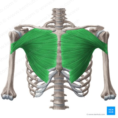 this muscle’s origins are ___ 
