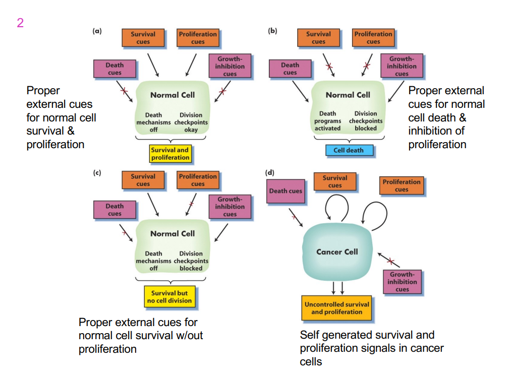 <p>4 different types of cells: 3 normal cells and one cancer cell</p>
