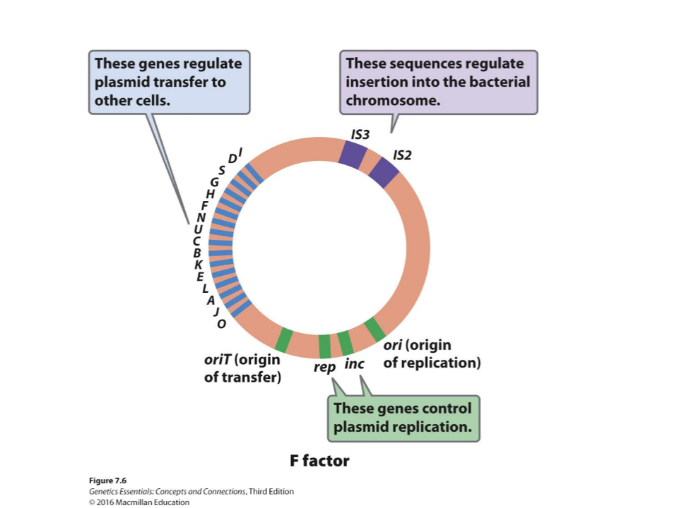 <p>Confers ability to form conjugation pilus </p>