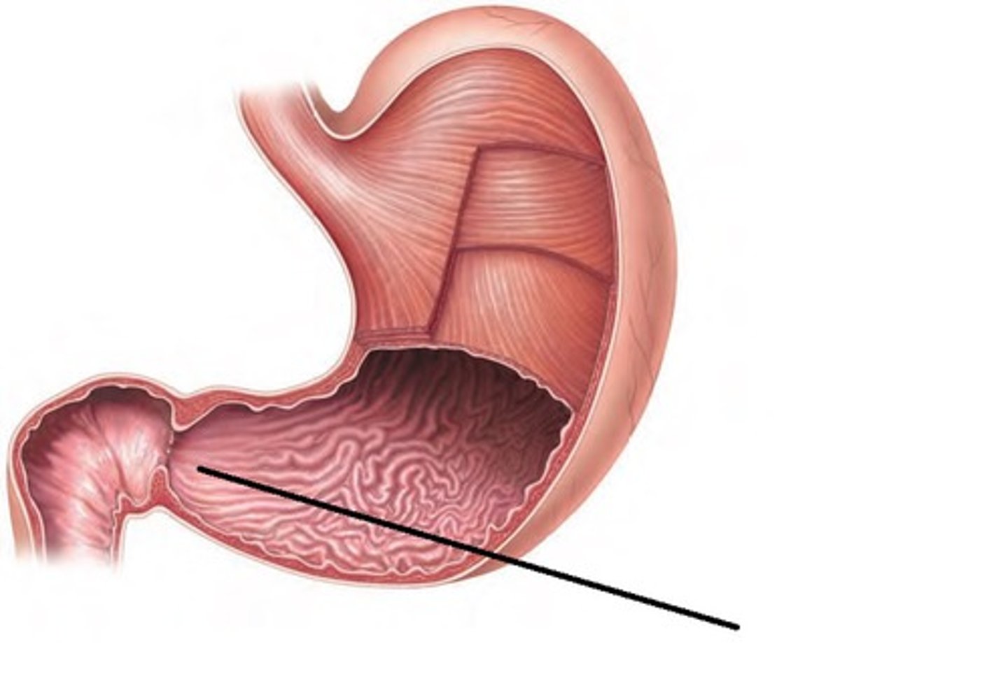 <p>space where it starts to narrow</p>