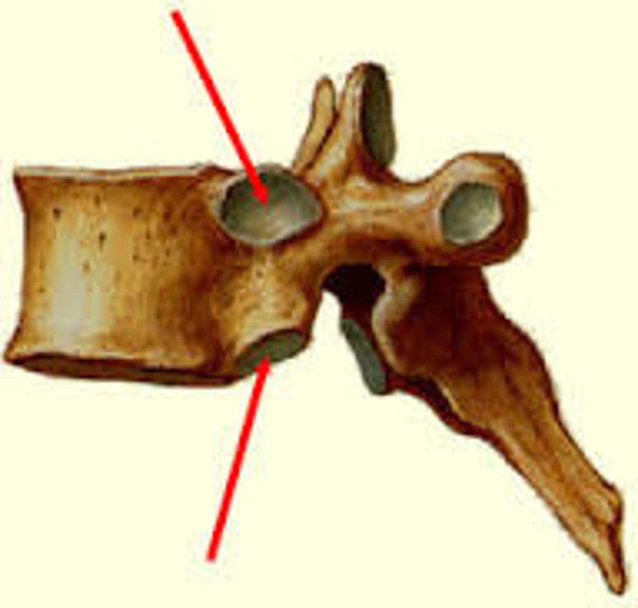 <p>Label the Boney Structure</p>