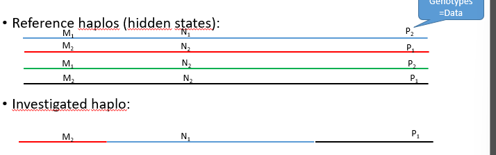 <p>Haplo is a amosaic of reference haplos</p><p>HMM: finds mosaic given some/few known marker genotypes (minimises number of crossovers between reference haplos)</p>