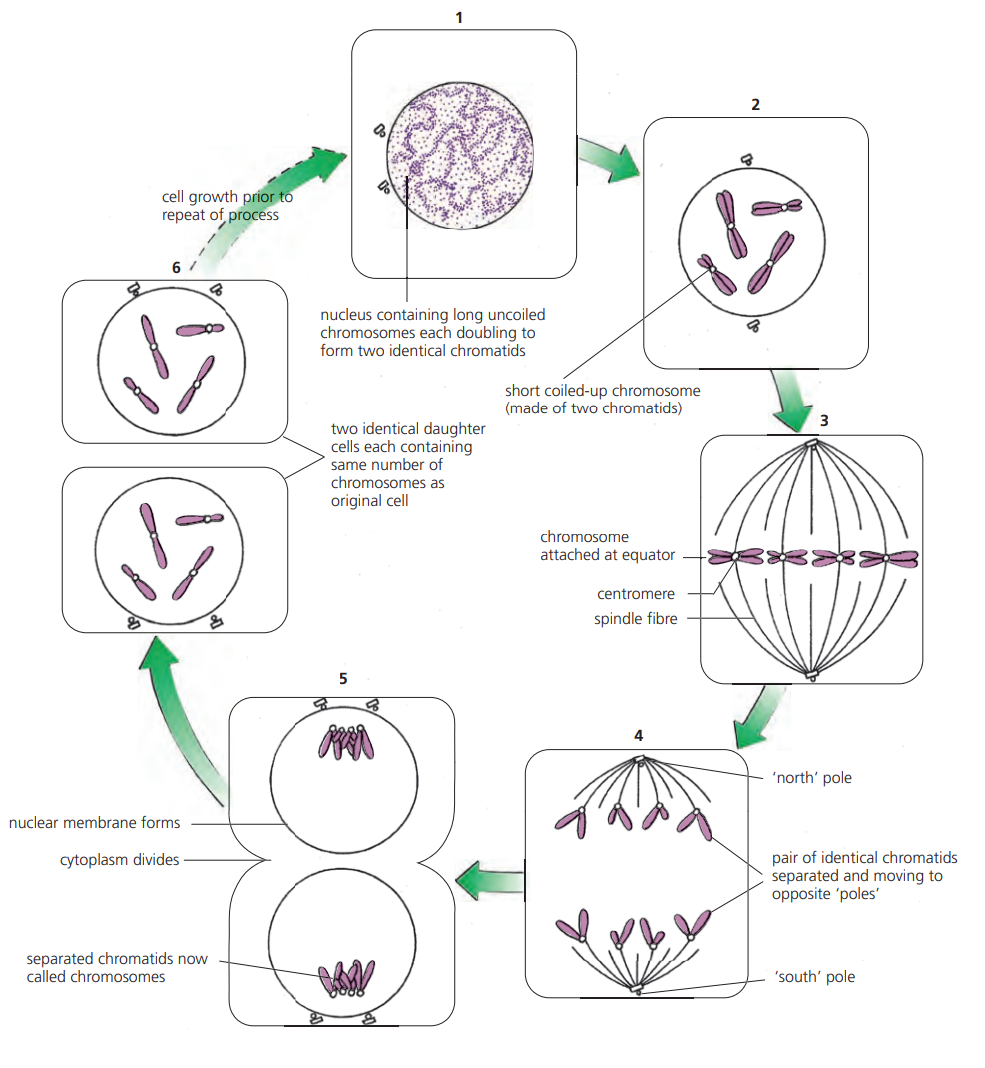 <p>It is the procedure when the nucleus splits into two daughter nuclei each of which gets the same amount of chromosomes that were existing in the old nucleus</p>