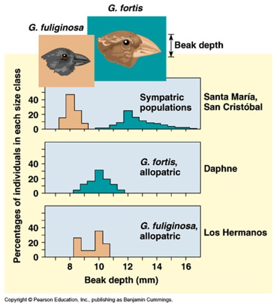 <p>phenomenon where differences among similar species whose distributions overlap geographically are accentuated in regions where species co-occur, but minimized when not</p>