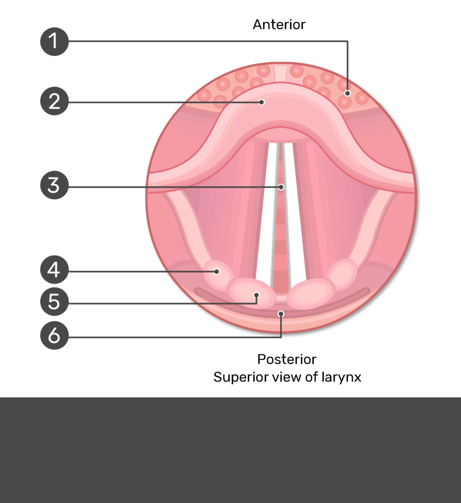 <p>R and L true vocal folds and space between them (3 in image)</p>