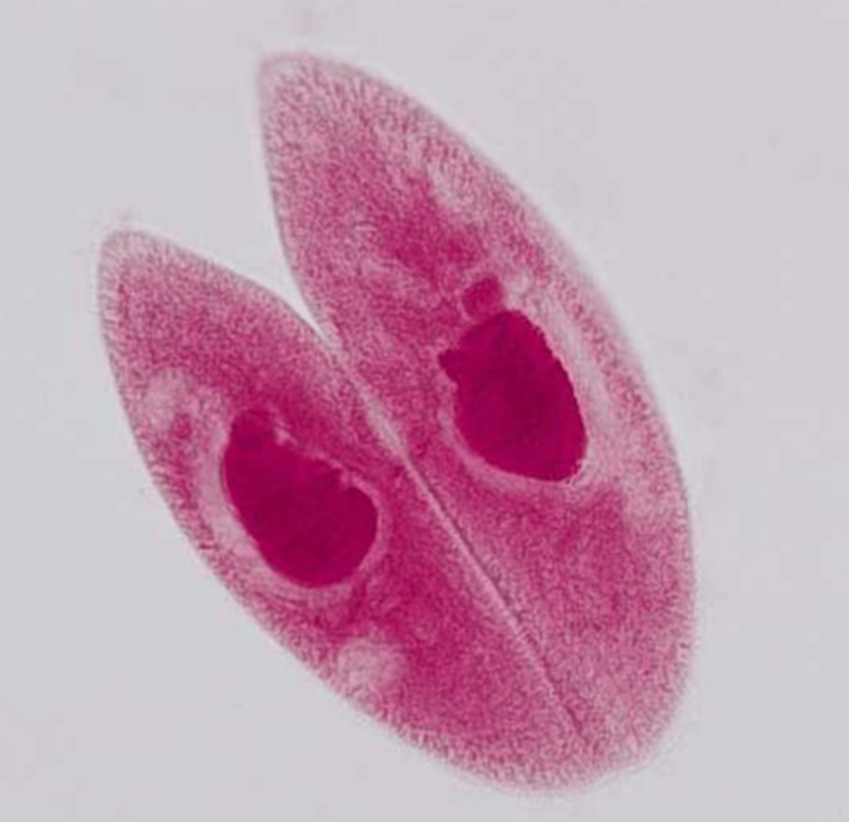 <p>A type of sexual reproduction that occurs when unicellular eukaryotic cells like paramecium join and exchange DNA</p>