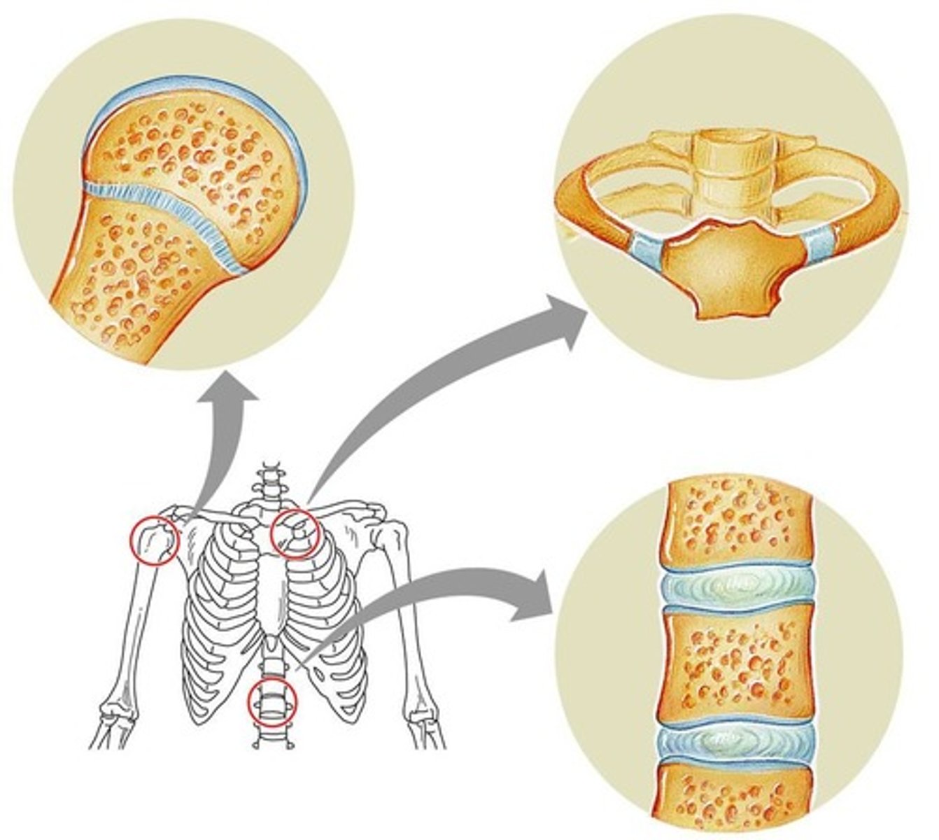 <p>Bones joined together with cartilage between the ends of the bones, form a joint called a(n) _____________</p>