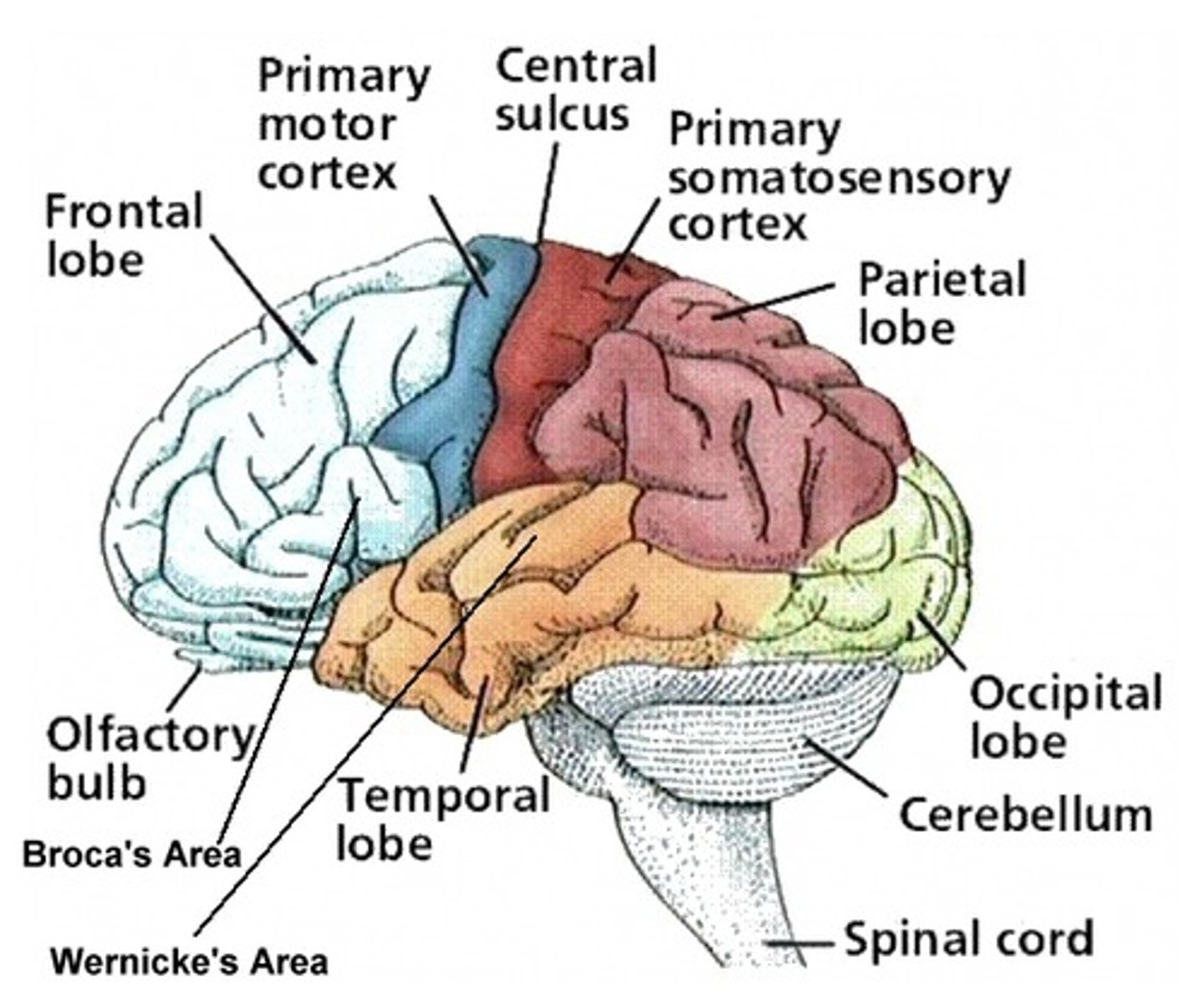 <p>Precentral gyrus of the frontal lobe.</p>