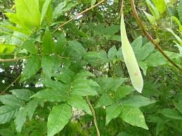 <p>what is the scientific name of Chinese Wisteria ( Hint- big legumes)</p>