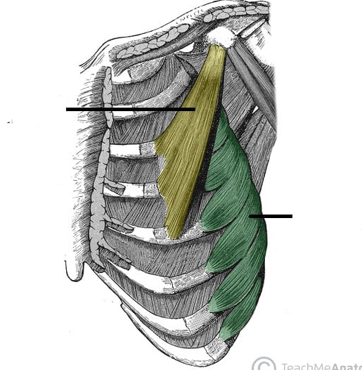 <p>which muscle is highlighted in green?</p>