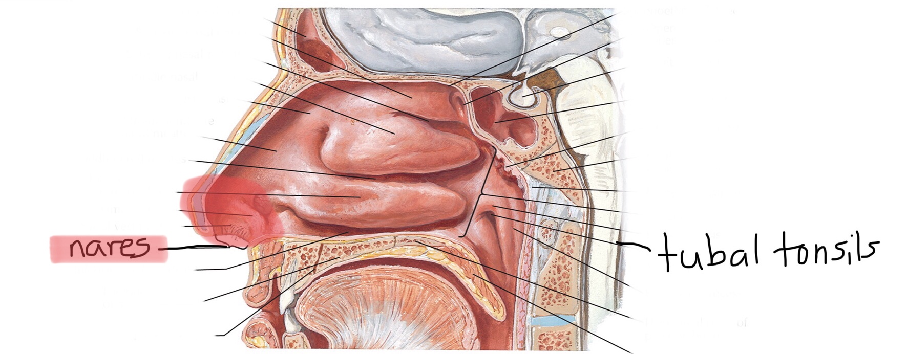 knowt flashcard image