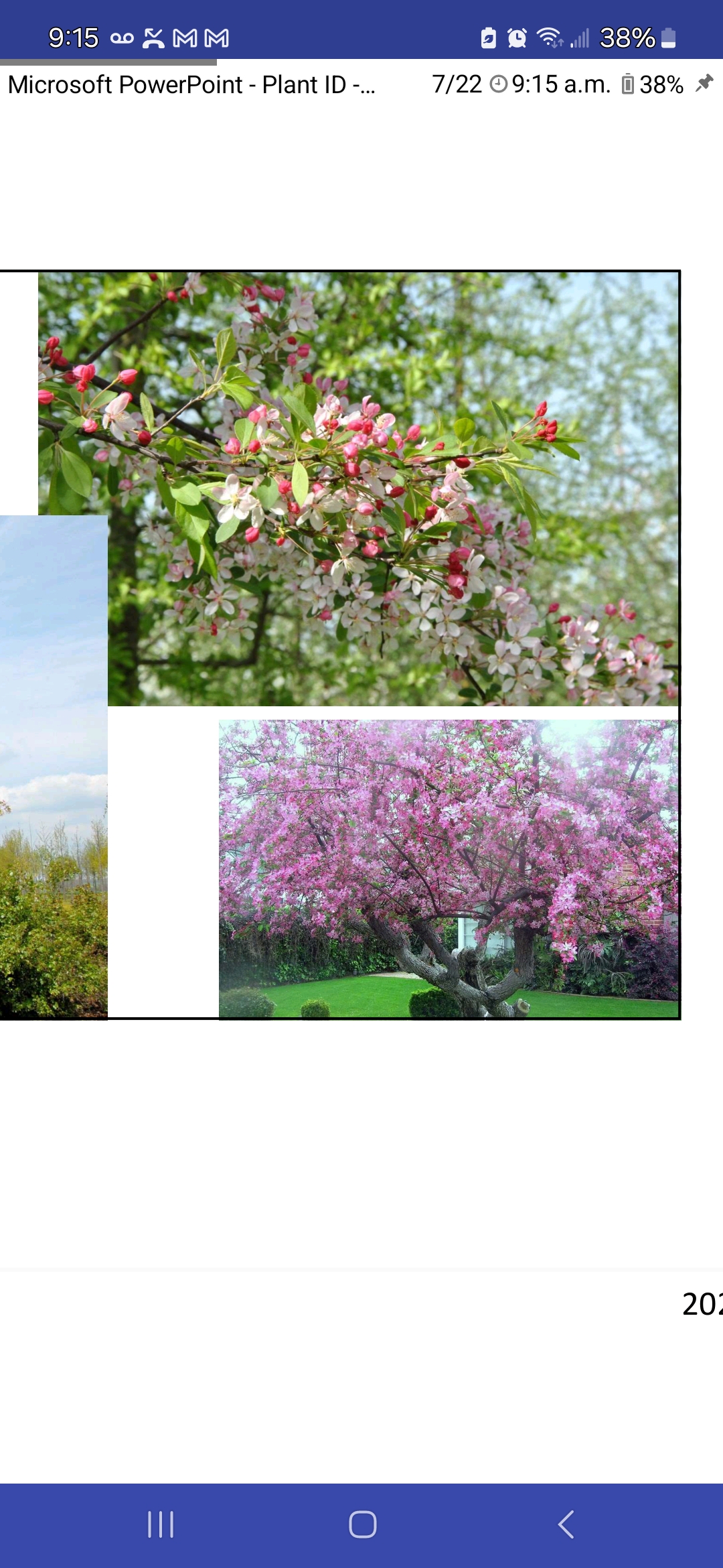 <p>Crabapple</p>