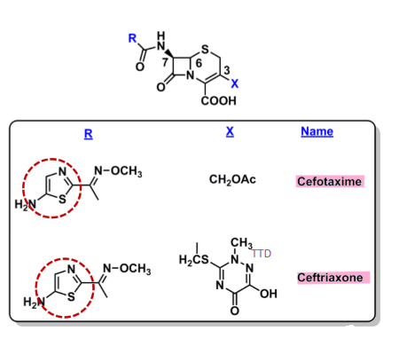 <ul><li><p>not stable at acidic pH </p></li><li><p>broad spec activity </p></li><li><p>resistance to B-lactamases </p></li><li><p><u>pharmacophore:</u> <strong>imino-methoxy amino-thiazole </strong></p><ul><li><p>provides steric bulk to protect against B-lactamase </p></li></ul></li><li><p><strong>parenteral</strong></p></li></ul>