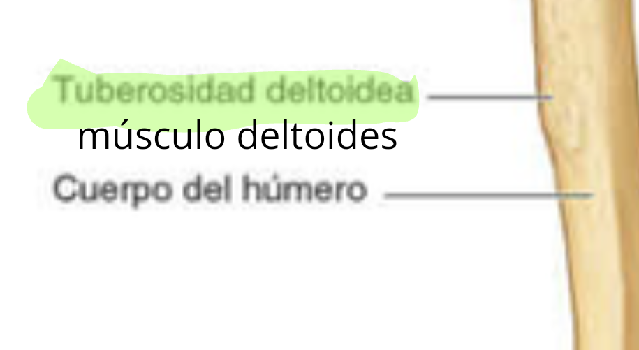<p>Lateral, sirve de inserción para el musculo deltoides.</p>