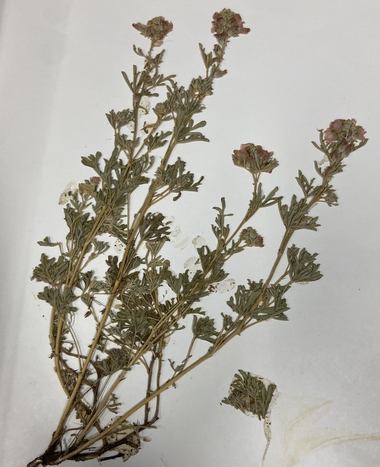 <p>Species name </p>