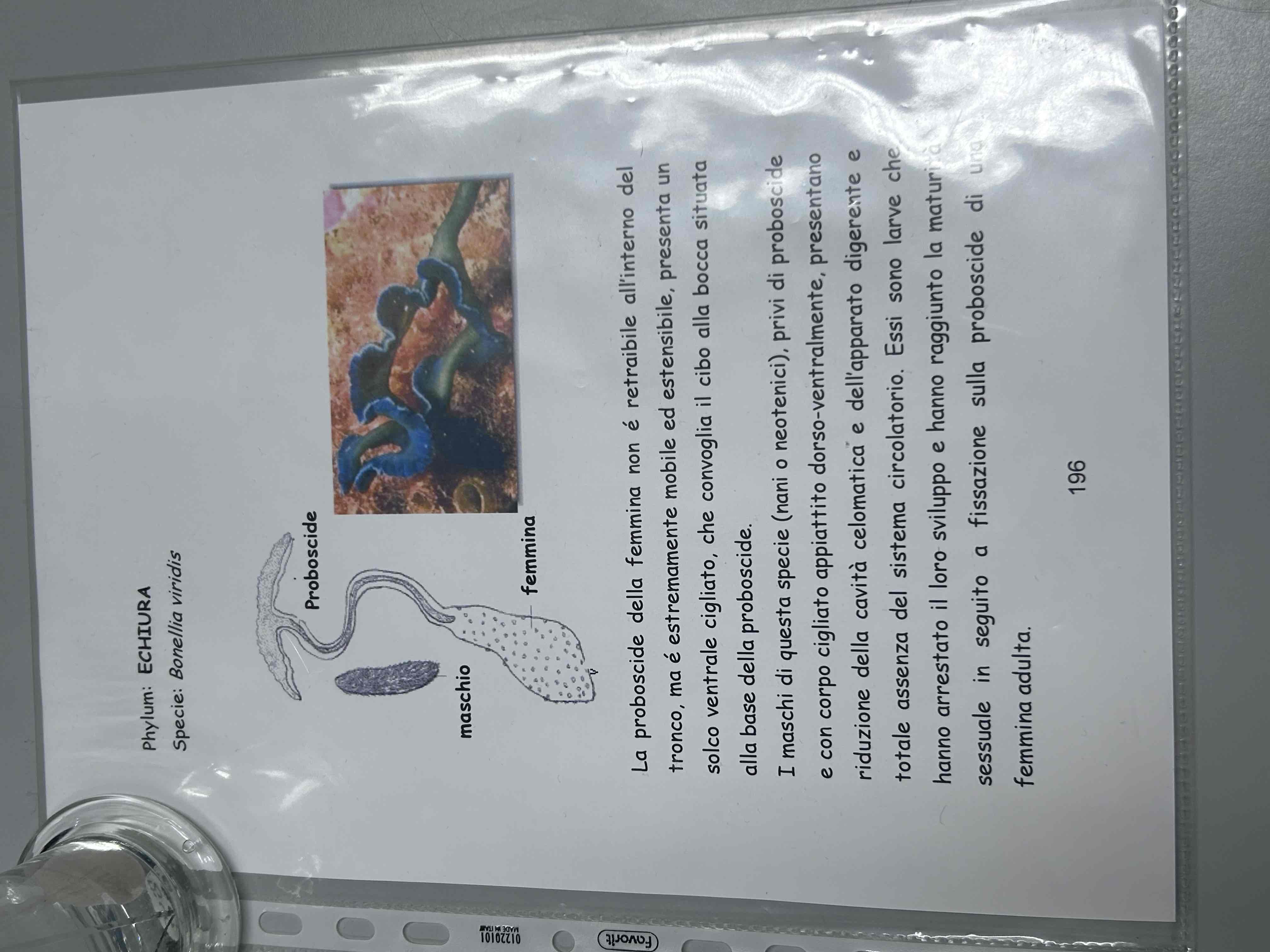 <p>Anellidi</p><p>Clitellati</p><p>Policheti </p><p>Phylum echiura</p><p>Bonella viridis</p>