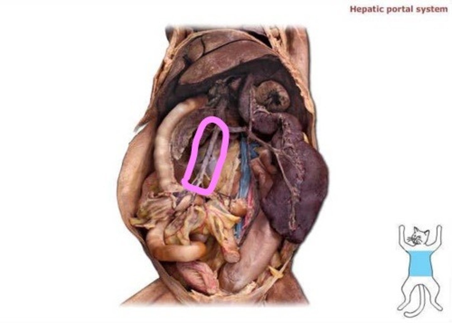 knowt flashcard image