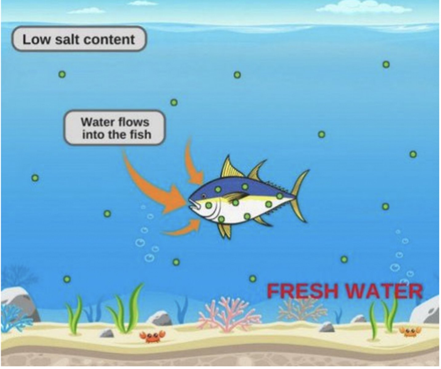 <p>Hyperosmotic Regulators</p><p>Problem: water enters by osmosis, salt lost by diffusion</p><p>Risk of drowning</p><p>Solution: Scales and mucus, Water pumped across kidney; Salt absorbing cells in gills</p>