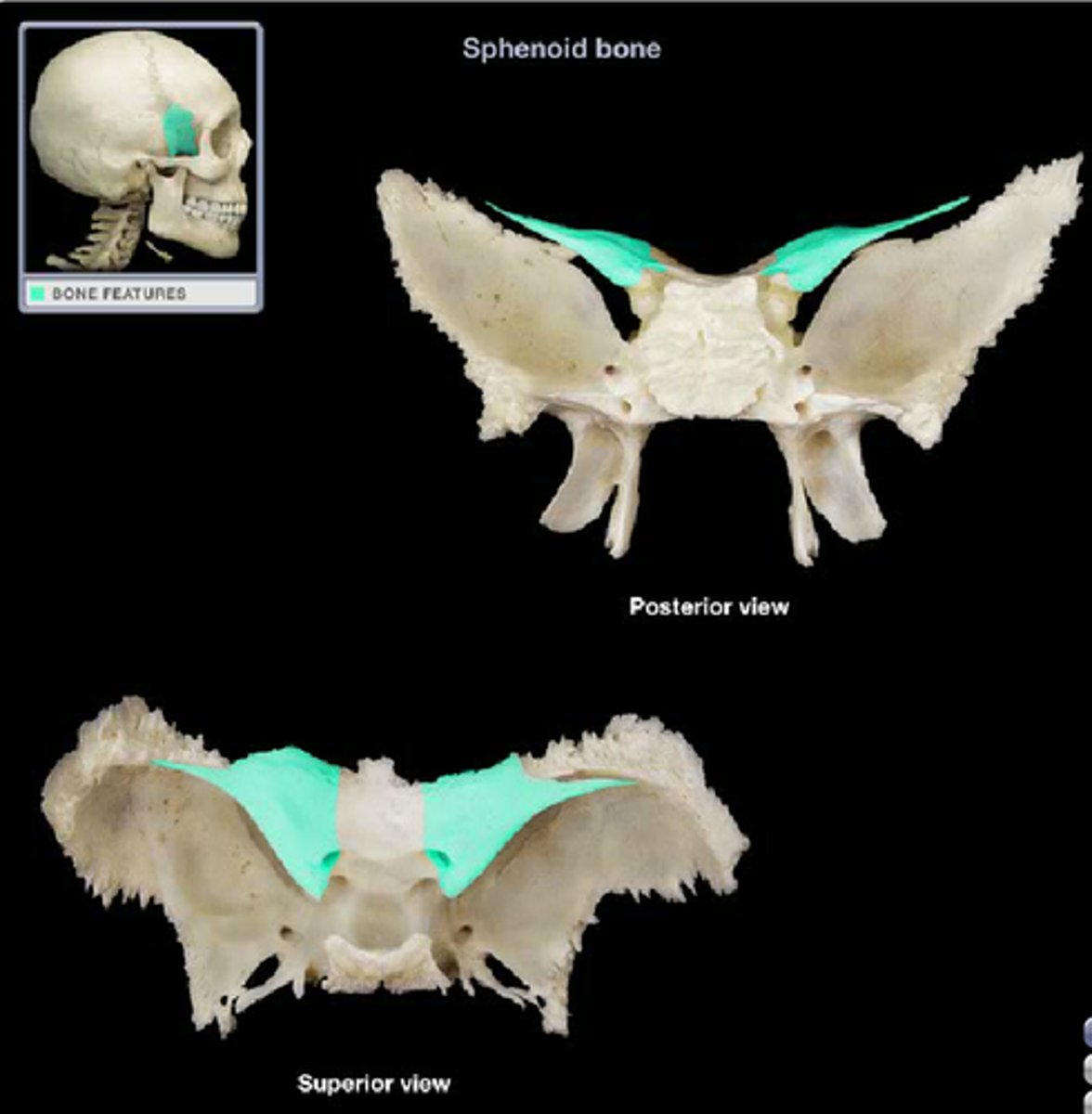 <p>the smaller , upper wings from the posterior edge of the anterior cranial fossa</p>