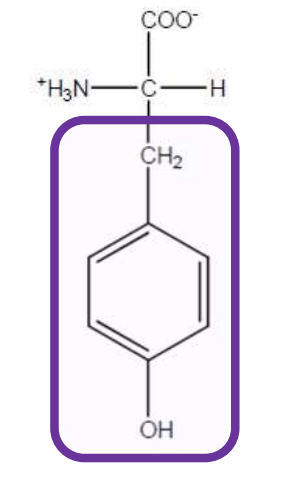 <p>Tyr-Y-Aromatic and non-polar but more polar than phenylalanine due to OH group</p>