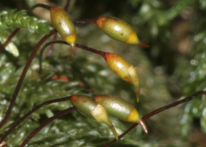 <p><span>Green, flat structures with a simple midrib—resembling true leaves,</span><strong><u><span> but lacking stomata, vascular tissue and true root system</span></u></strong><span>—are attached in a spiral to a central stalk. They have </span><strong><u><span>stomata only on the sporophyte.</span></u></strong><span> </span><strong><u><span>Water and nutrients are absorbed directly through the leaflike structures of the gametophyte.</span></u></strong><span> &nbsp;A primitive conductive system that carries water and nutrients runs up the gametophyte's stalk, but does not extend into the leaves. Are </span><strong><u><span>anchored to the substrate</span></u><span>—</span></strong><span>whether it is soil, rock, or roof tiles—by multicellular </span><strong><u><span>rhizoids</span></u></strong><span>, precursors of roots.</span></p>