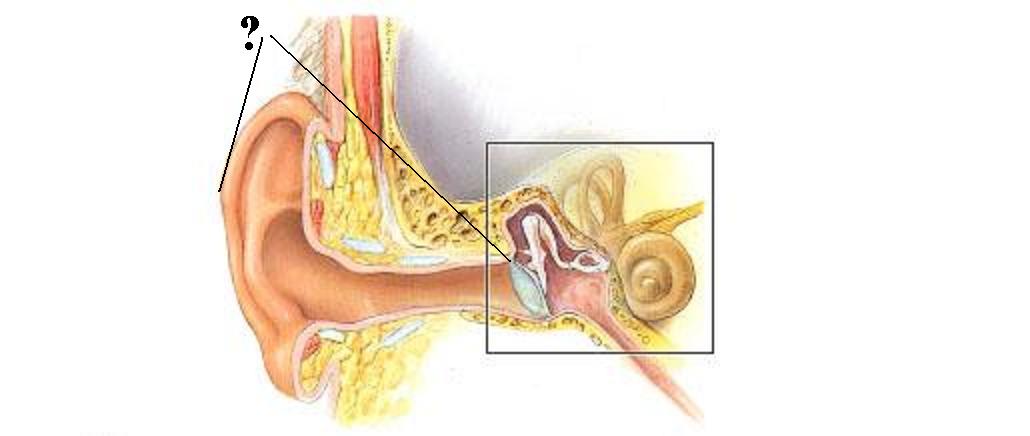 <p><span><span>Identify the indicated region of the ear</span></span></p>