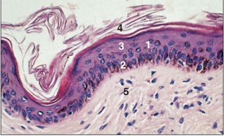 <p>name of histologic slide:</p><p>Specie:</p><p>Parts</p><p>1.__ 2.__ 3.__ 4.__ 5.__</p><p>Stain used:</p>