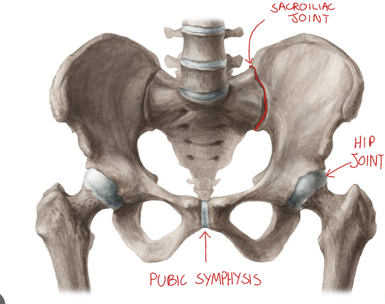 <p>sacroiliac joint (with articular surface of sacrum), hip joint (with femur), pubic symphysis (with pubic cartilage)</p>