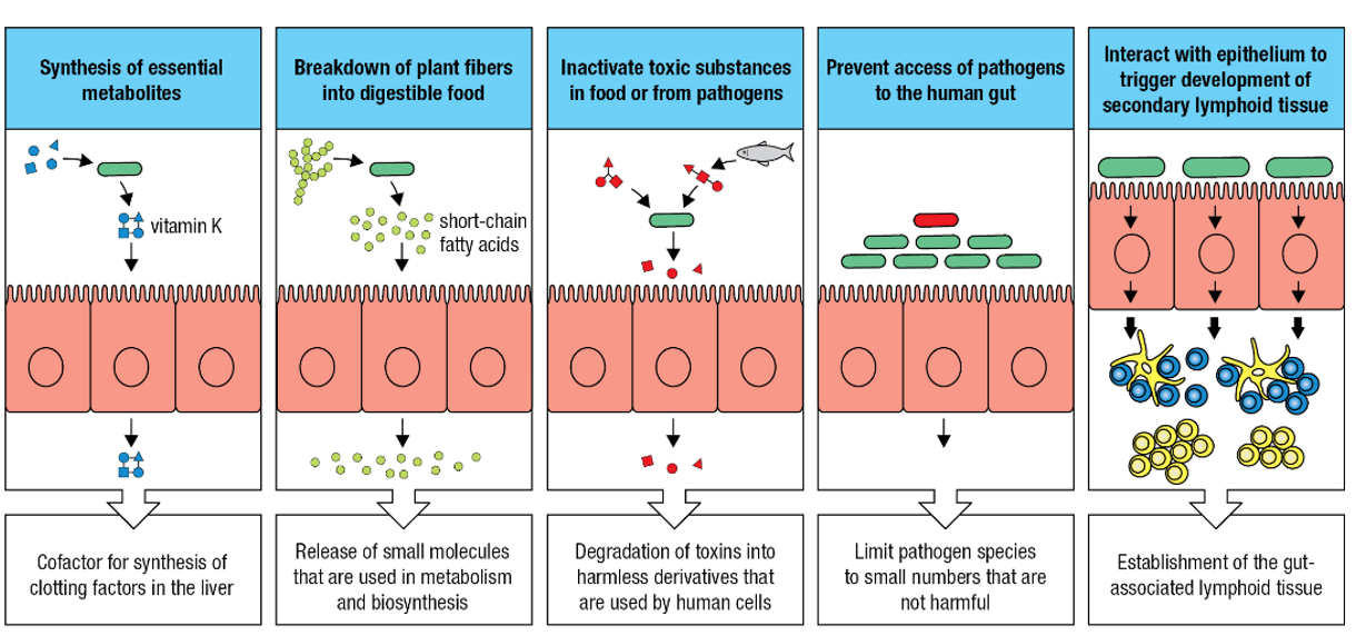 <ol><li><p>Synthesis of essential metabolites</p></li><li><p>Breakdown of plant fibers into digestible food</p></li><li><p>Inactivate toxic substances in food or from pathogens</p></li><li><p>Prevent access of pathogens to the human gut</p></li><li><p>Interact with epithelium to trigger development of secondary lymphoid tissue</p></li></ol><p></p>