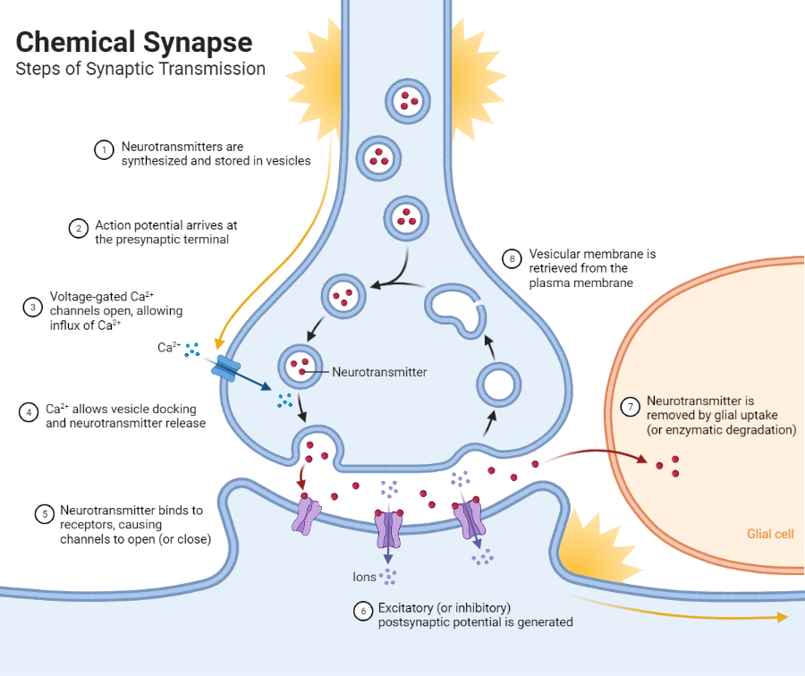 <ul><li><p>synaptic vesicles located in the presynaptic membrane house neurotransmitters</p></li><li><p>when triggered by an action potential, the neurotransmitters are released and bind to receptors in the post-synaptic membrane</p></li><li><p>the type of receptor on the post-synaptic membrane will dictate which ions enter —&gt; results in either an excitatory effect (+ ion) or inhibitory effect (- ion)</p></li></ul><p></p>