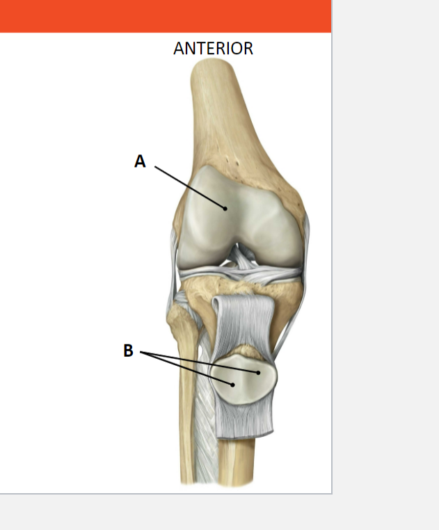 <p>Femur:</p><p>A: Facies patellaris femoris </p><p>Patella:</p><p>B: Facies articularis patellae</p><p></p>