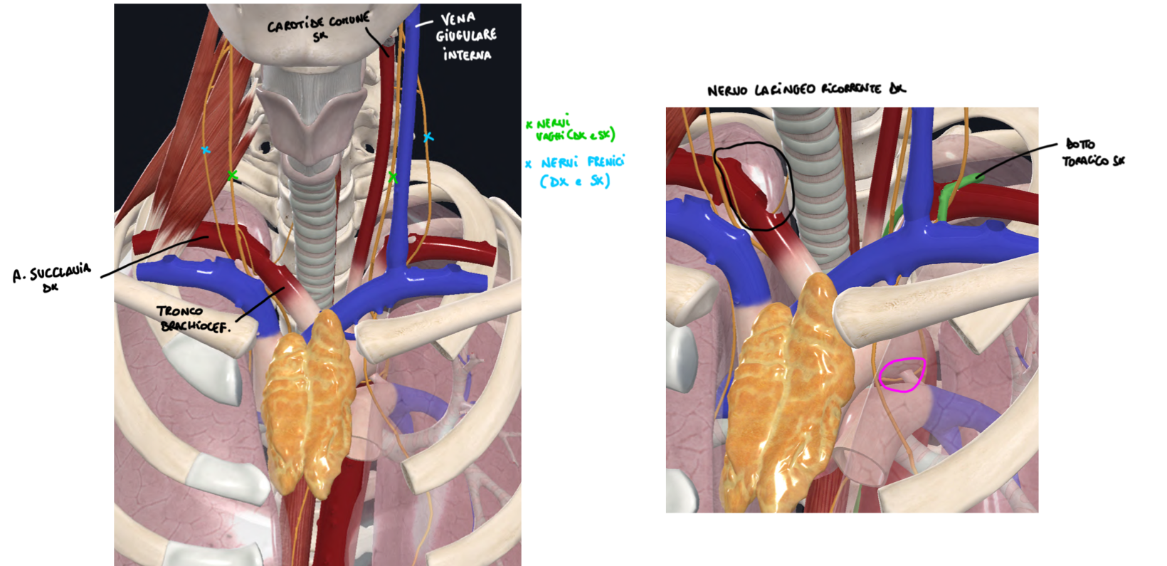 <p>Lato Destro:</p><ul><li><p>Nervo Vago Destro:</p><ul><li><p>Entra nel torace anteriormente all’arteria succlavia destra, poi origina il Nervo Laringeo Ricorrente Destro che passa sotto a questa e risale tra trachea e esofago</p></li><li><p>Poi continua posteriormente alla vena cava superiore e peducondolo polmonare dove siamo nel mediastino inferiore.</p></li></ul></li><li><p>Nervo Frenico Destro: </p><ul><li><p>Scende anteriormente al muscolo scaleno anteriore ed entra nel torace tra vena succlavia e origine della brachiocefalica</p></li><li><p>Passa anteriormente alla vena cava superiore e peduncolo polmonare dove siamo nel mediastino inferiore</p></li><li><p>Qui prosegue lungo il pericardio e raggiunge il diaframma in prossimità dell’orifizio della vena cava inferiore</p></li></ul></li></ul><p>Lato Sinistro:</p><ul><li><p>Nervo Vago Sinistro:</p><ul><li><p>Entra nel torca tra arteria carotide comune e succlavia sinistra</p></li><li><p>Raggiunge l’arco aortico e origina il nervo laringeo ricorrente sinistro, che passa sotto l’arco aortico e risale tra trachea ed esofago</p></li><li><p>Poi continua posteriormente al peduncolo polmonare</p></li></ul></li><li><p>Nervo Frenico Sinistro:</p><ul><li><p>Scende tra carotide comune e succlavia sinistra, passa lateralmente l’arco aortico passando anteriormente al nervo vago</p></li><li><p>Poi prosegue lungo il pericardio, passa anteriormente al peduncolo polmonare e raggiunge il diaframma</p></li></ul></li></ul><p>N.B. il peduncolo polmonare è il complesso di strutture che entrano nel polmone: bronco, arteria e vene polmonari, strutture linfatiche e rami nervosi.</p><p></p>