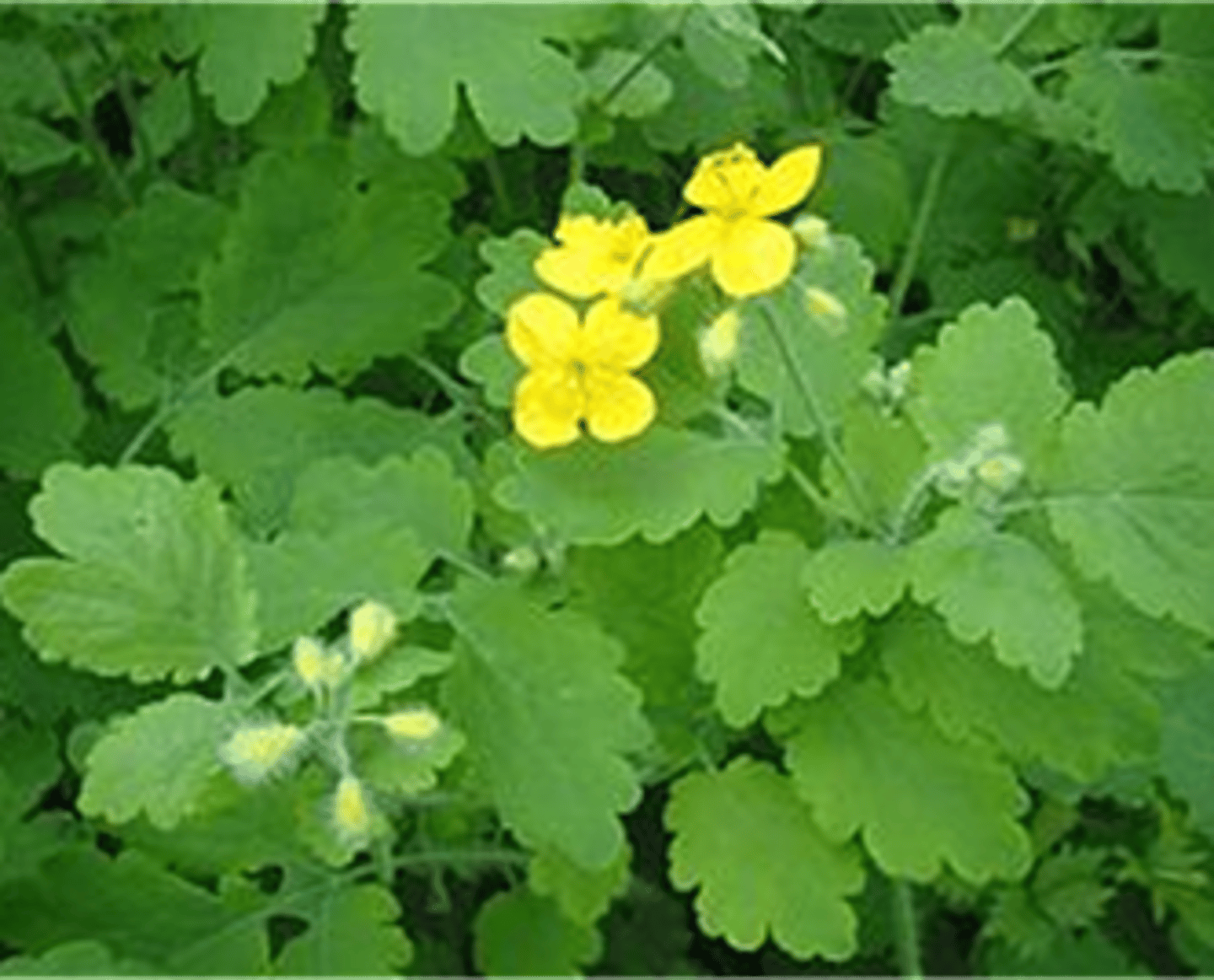 <p>Stinkende gouwe</p>