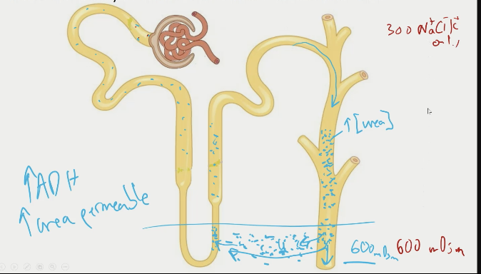 \- ADH increases permeability of urea in collecting duct and loop of henle at hte very lower end of the renal medulla

\- some urea is kept inside kidney to further concentrate extracellular fluid