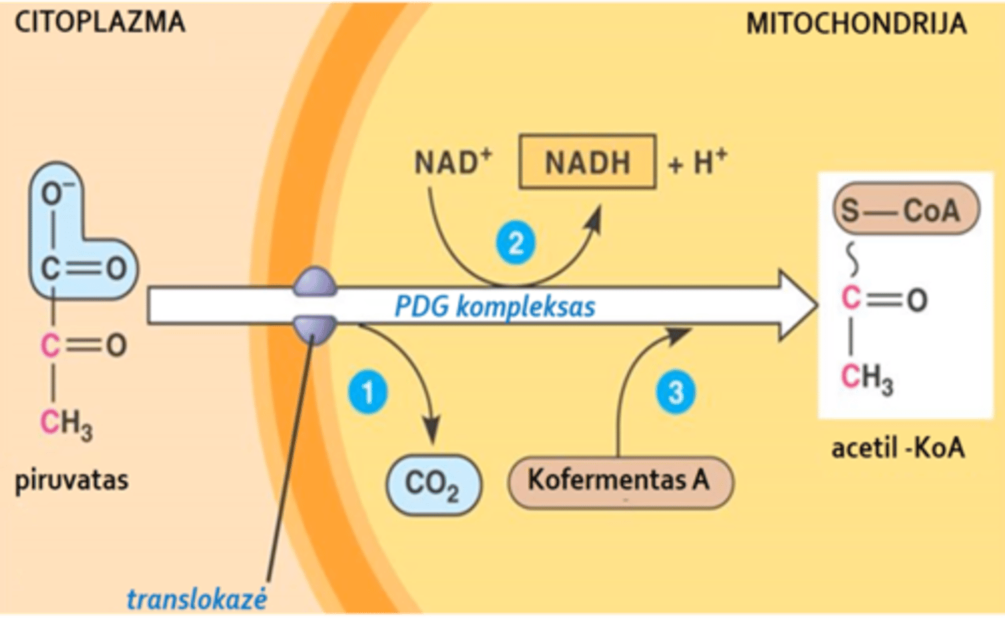 <p>Bendrasis metabolizmo kelias, vykstantis mitochondrijose aerobinėmis sąlygomis. Piruvatas, susidaręs citozolyje, laisvai difunduoja per išorinę membraną porinių dėka, o translokazių pagalba yra pernešamas per vidinę membraną į mitochondrijas ir ten paverčiamas acetil-KoA. </p>
