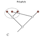 <p>What is a polyphyletic group?</p>