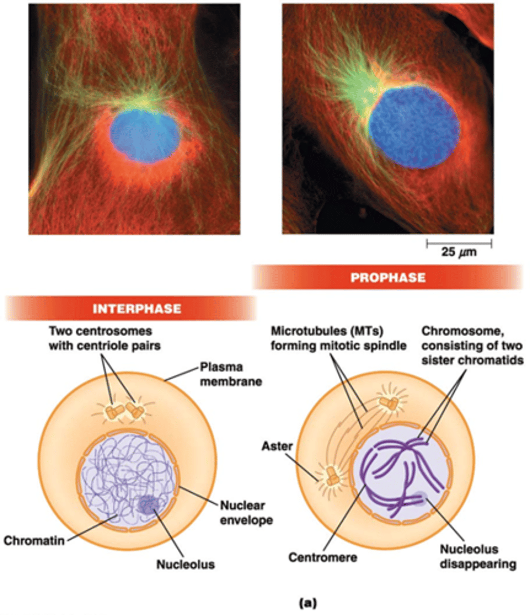 <p>•De chromosomen worden zichtbaar (zusterchromatiden)</p><p>•Verdwijnen van nucleoli</p><p>•Twee centrosomen* – microtubule-organizing centers (MTOC): nucleatie + verankering van microtubuli → mitotische kernspoel + aster</p><p>*Elk centrosoom bestaat uit 2 orthogonale centriolen (opgebouwd uit 9 tripletten van MT) (zie celbio)</p>